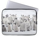Search for penguin chick cases Bird