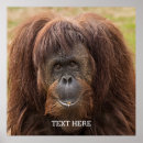 Search for orangutan posters Wildlife
