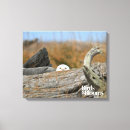 Search for owl pics canvas prints Birds of prey