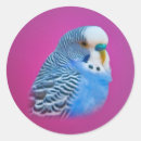 Search for parakeet stickers Birds