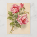 Search for creme postcards Vintage