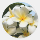 Search for frangipani stickers Plant