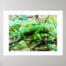 Search for chameleon posters Green