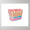 Search for cell biology posters Artery