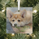 Search for queen christmas tree decorations Pembroke welsh corgi