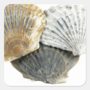 Search for sea scallop stickers Shells