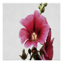 Search for hollyhock posters Garden