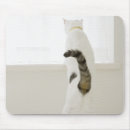 Search for rearing mouse mats Animal