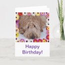 Search for happy birthday goldendoodle Cute