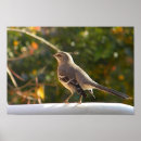 Search for mockingbird posters Animals