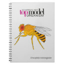 Search for drosophila Fly