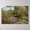 Search for mistletoe posters Plants