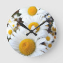 Search for daisies clocks Wildflower