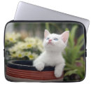 Search for focus electronics Kitten