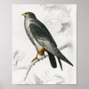 Search for falcon art Feather