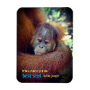 Search for ape monkey magnets Cute
