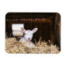 Search for lamb magnets Cute baby animal