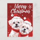 Search for bichons postcards Bichon frisé