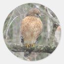 Search for hawk stickers Animal