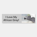 Search for parrot bumper stickers Grey
