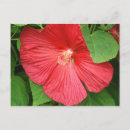 Search for green hibiscus postcards Nature