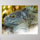 Search for lizard posters Herpetology