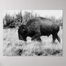 Search for buffaloes posters Wildlife