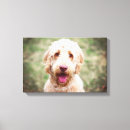 Search for goldendoodle art Adorable