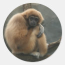 Search for gibbon stickers Monkey
