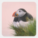 Search for atlantic puffin stickers Iceland
