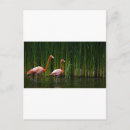 Search for daytona beach postcards Flamingo