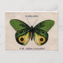 Search for vintage insect illustration postcards Butterfly