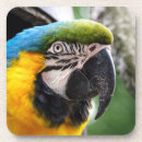 Search for macaws coasters Blue and yellow macaw