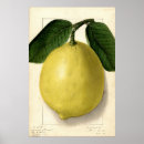 Search for vintage lemon posters Illustration