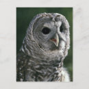 Search for strix postcards Animal