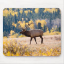Search for rocky mountain national park mouse mats Elk