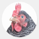 Search for hen photo stickers Chicken