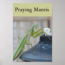 Search for insectes posters Outdoors