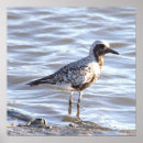 Search for seabird Wildlife