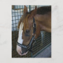 Search for horse profile postcards Equine