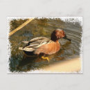 Search for cinnamon postcards Photography