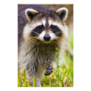 Search for raccoons posters Bandit