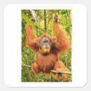 Search for orangutans stickers Borneo