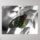 Search for black and white butterfly posters Animal
