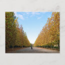 Search for avenue postcards Nature