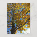 Search for yellow tree postcards Nature