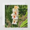 Search for gladiolus flowers cards Floral photography