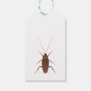 Search for cockroach Dirty