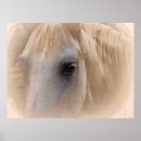 Search for white horses posters Equine