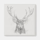 Search for elk magnets Animal